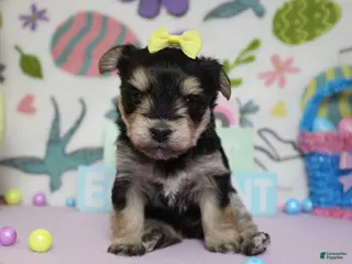 Morkie dogs Sydney - Ad 16