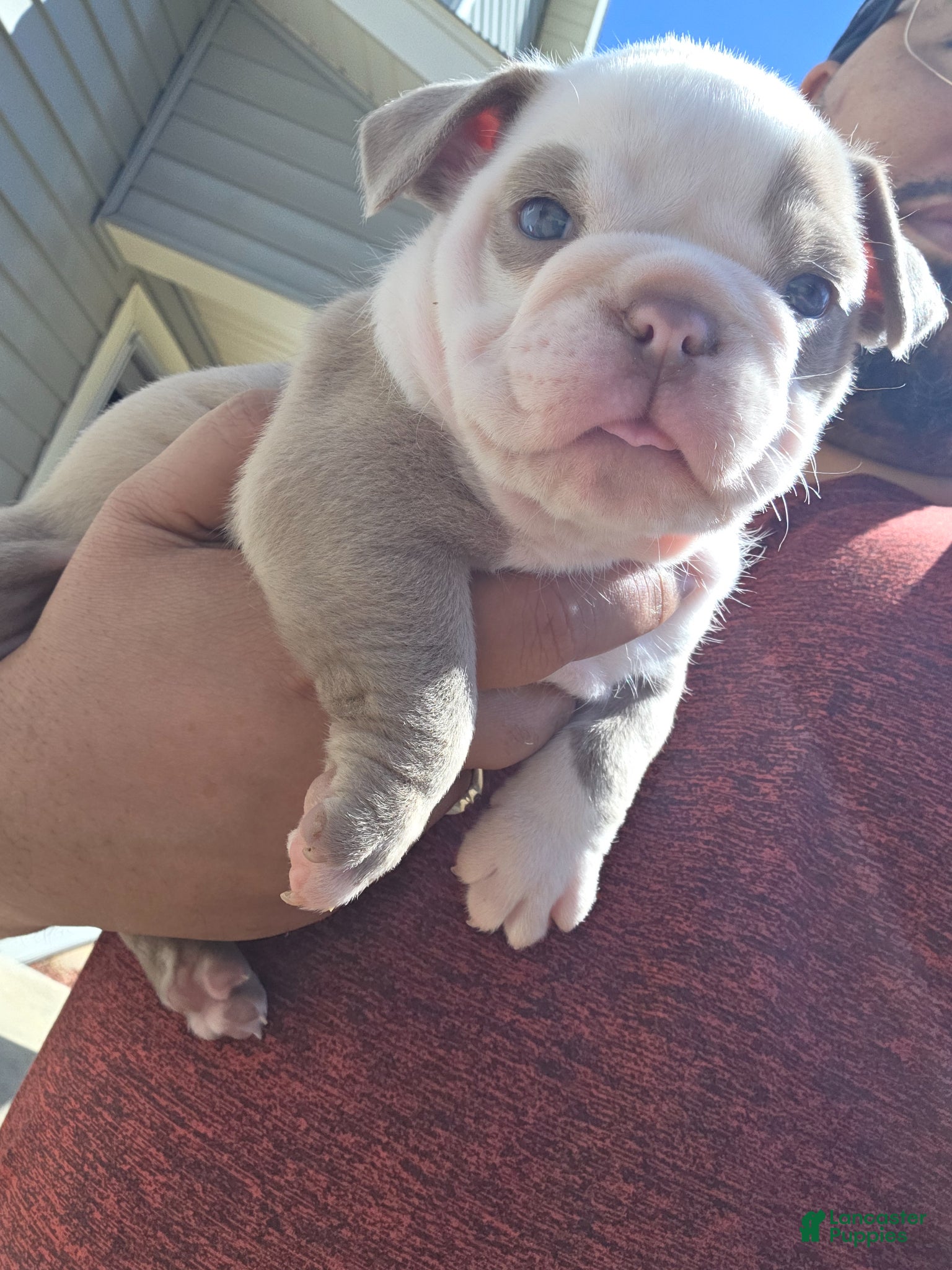 American Bully dogs American Bully Puppy 6 - Ad 25