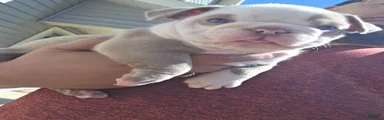 American Bully Puppy 6