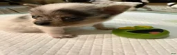 Chihuahua dogs for sale: AKC,Apple head spike,blue & white Merle  - Ad 23