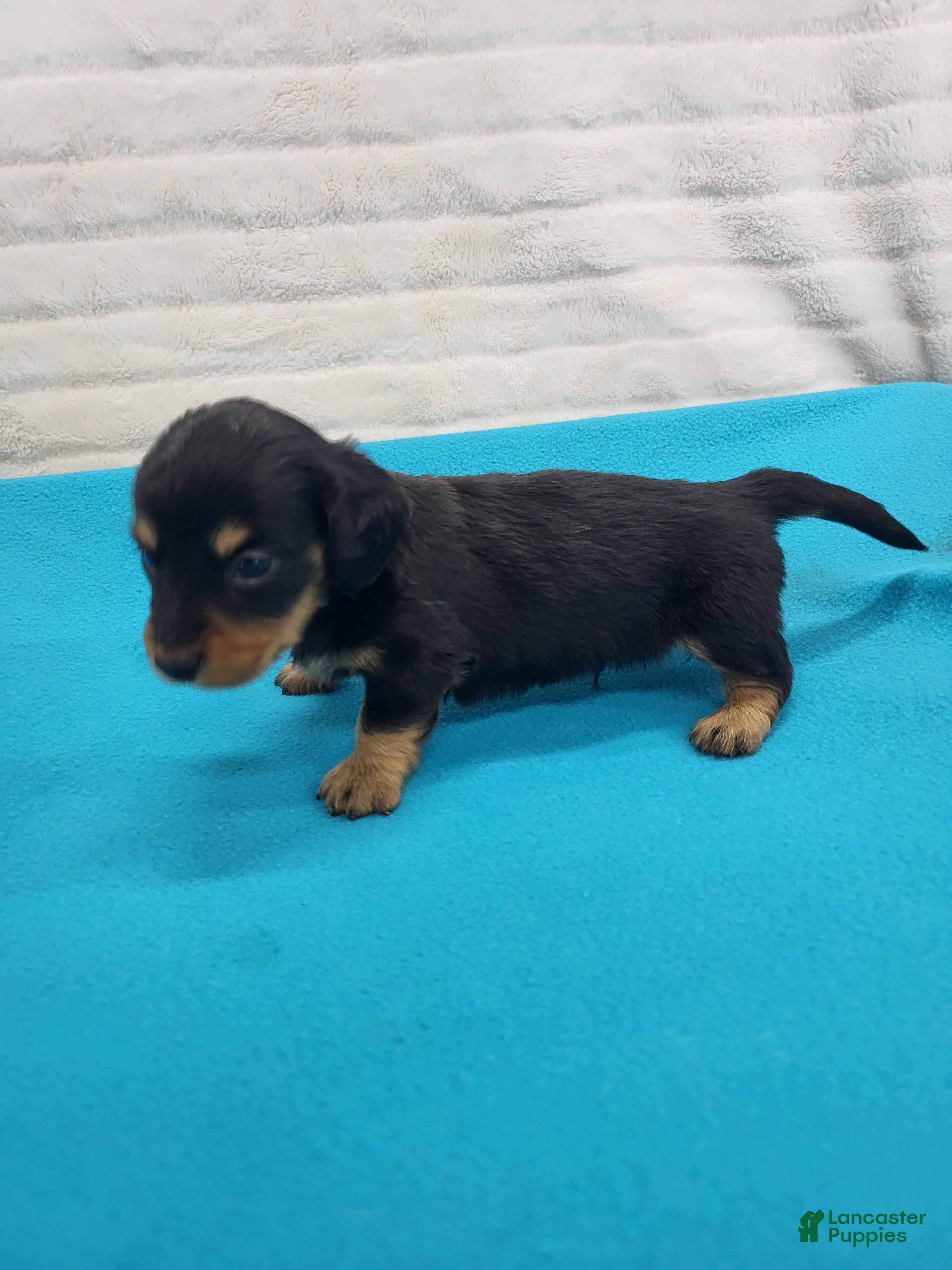 Miniature Dachshund dogs Howard - Ad 2