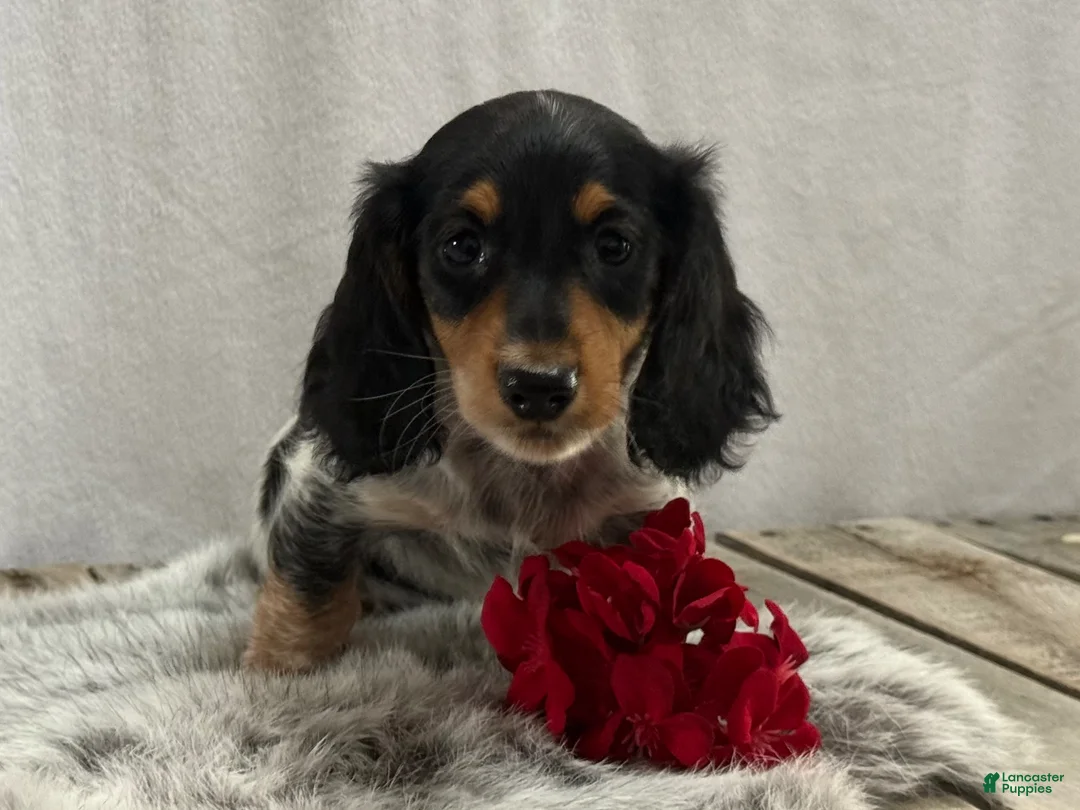 Miniature Dachshund dogs for sale: Oreo - Ad 2