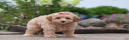 Maltipoo dogs for sale: Nellie - Ad 6