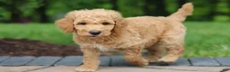Standard Poodle dogs for sale: Leo - Ad 19