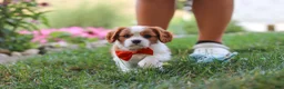 Cavalier King Charles Spaniel dogs for sale: Carter - Ad 3