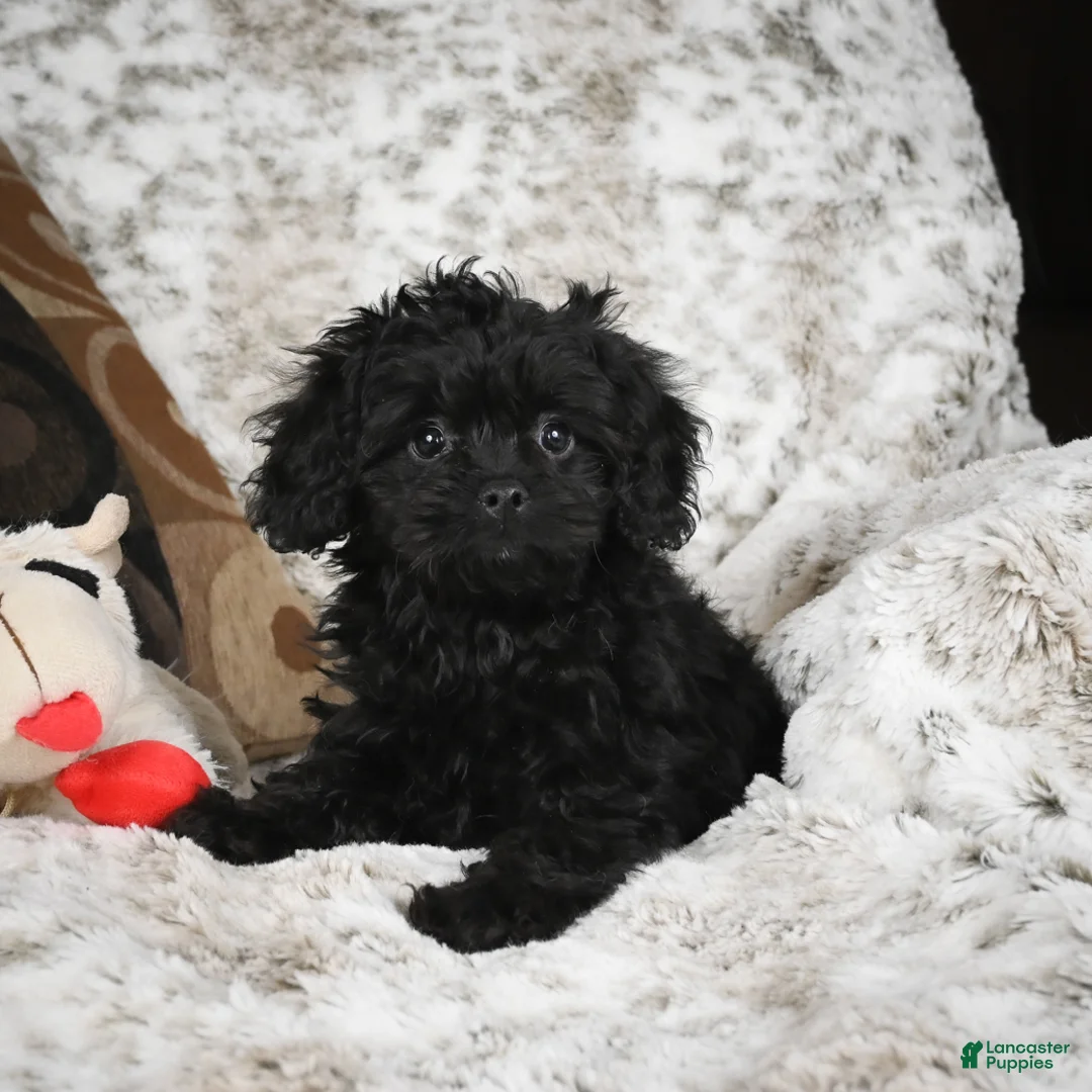 Cavapoo dogs for sale: Saco - Ad 2