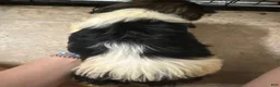 Mixed Breed dogs for sale: Mixed Breed 4 - Ad 2