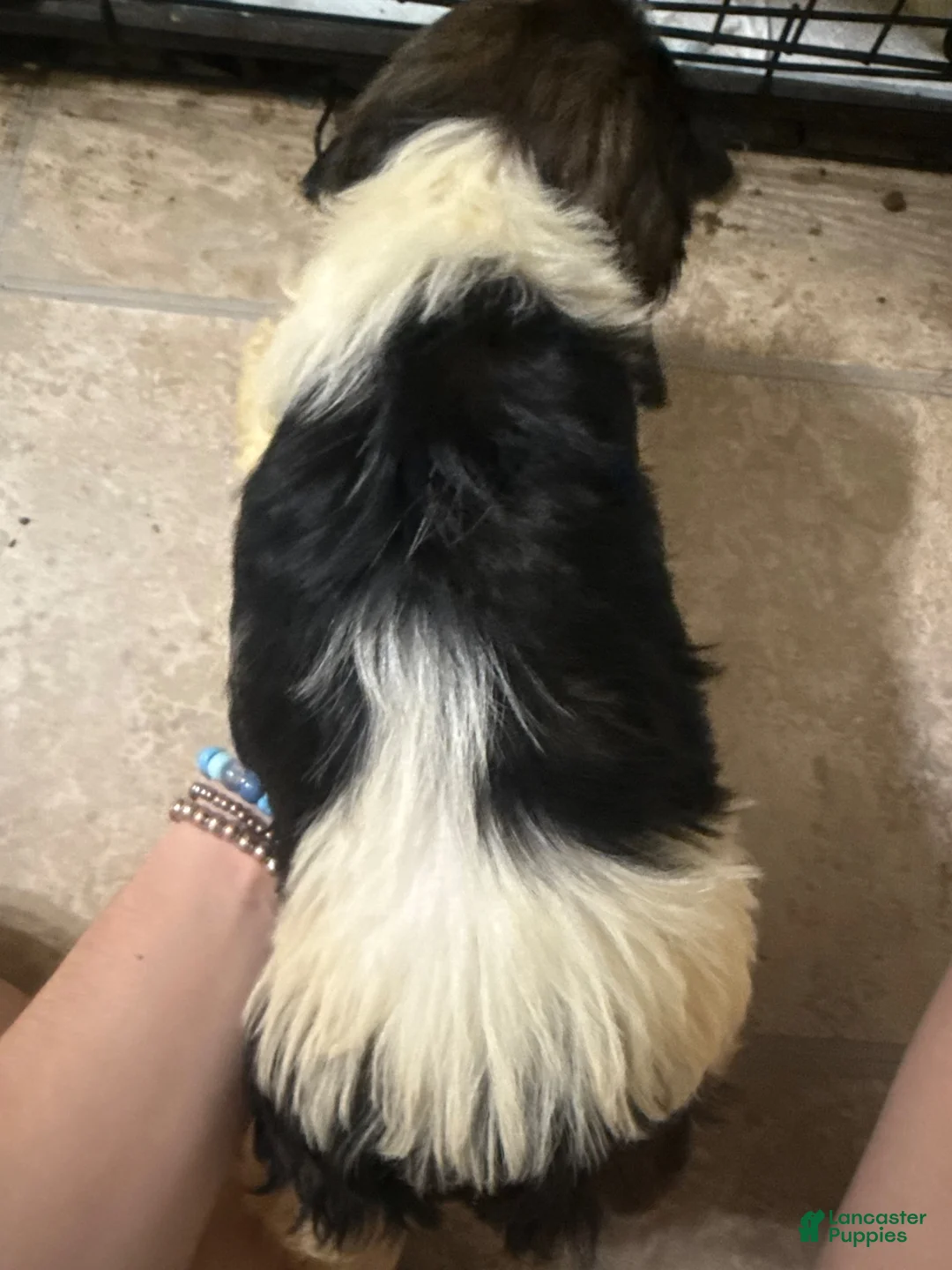 Mixed Breed dogs for sale: Mixed Breed 4 - Ad 2