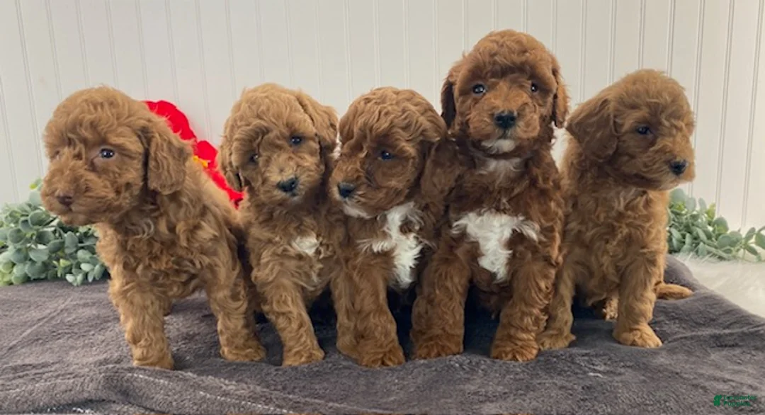 Miniature Poodle dogs for sale: Gus - Ad 6