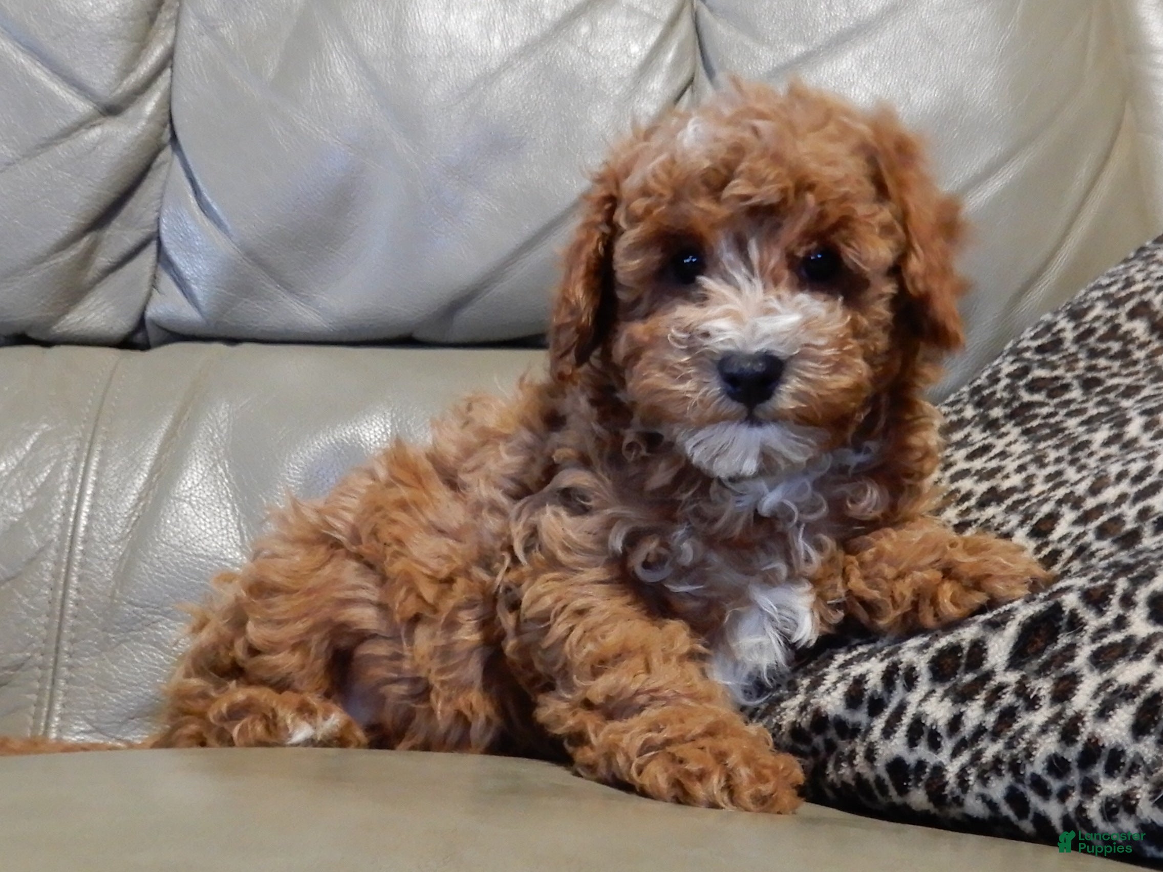 Mini Goldendoodle dogs Lenny - Ad 17