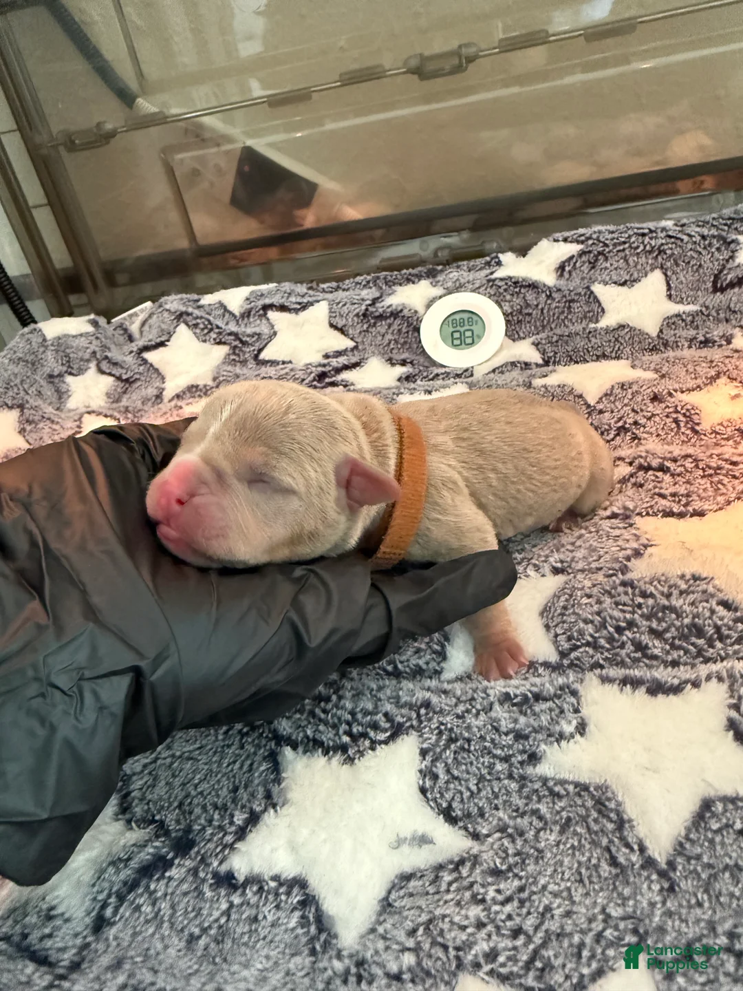 American Bully dogs for sale: American Bully 4 - Ad 2