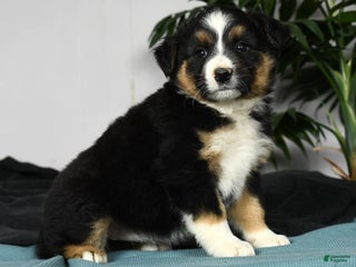 Australian Shepherd dogs - Ad 7