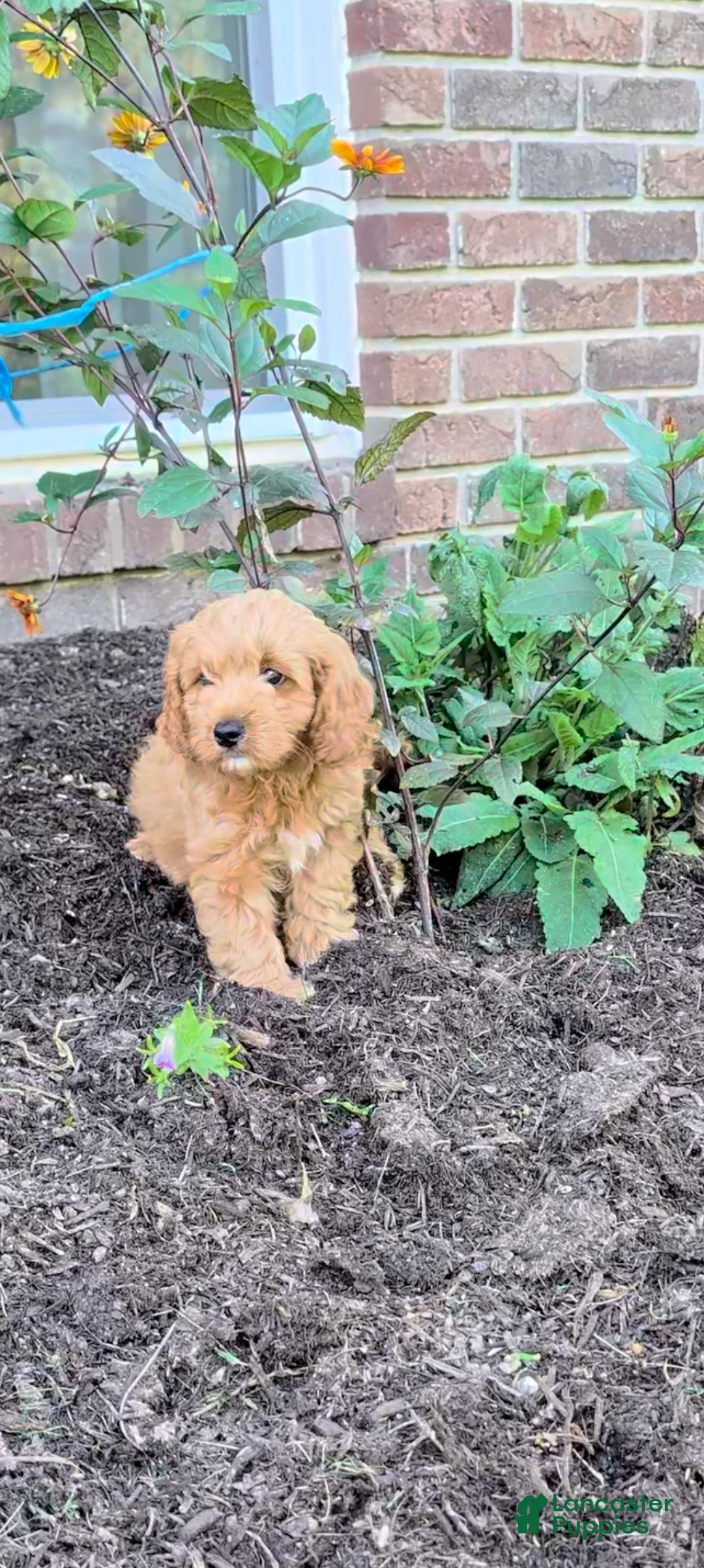 Cavapoo dogs for sale: Max - Ad 2