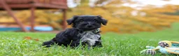 Miniature Schnauzer dogs for sale: Jude - Ad 3
