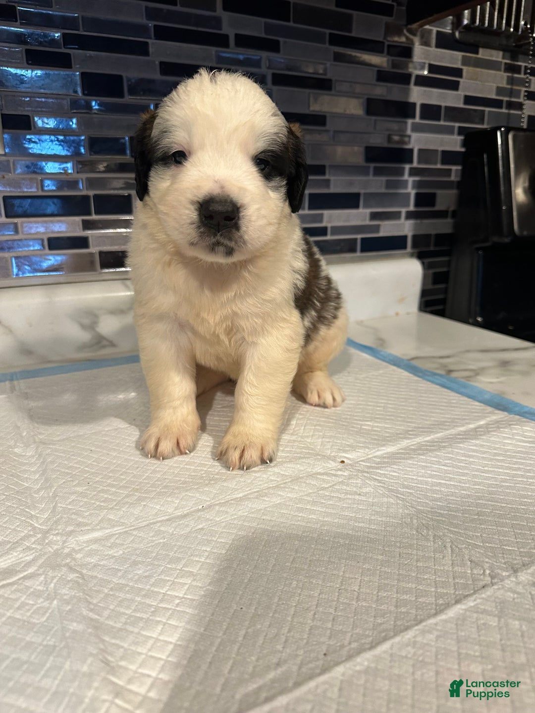 Saint Bernard dogs for sale: Puppy 3 - Ad 1