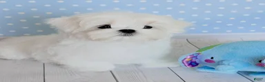 Tom