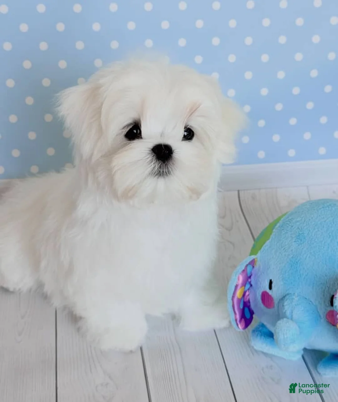 Maltese dogs for sale: Tom - Ad 1