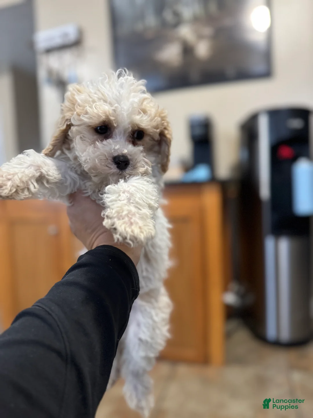 Mixed Breed dogs for sale: Biscuit - Ad 9