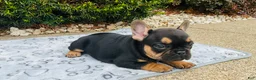 French Bulldog dogs for sale: Lucy  - Ad 6