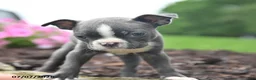 Boston Terrier dogs for sale: Debrah - Ad 3
