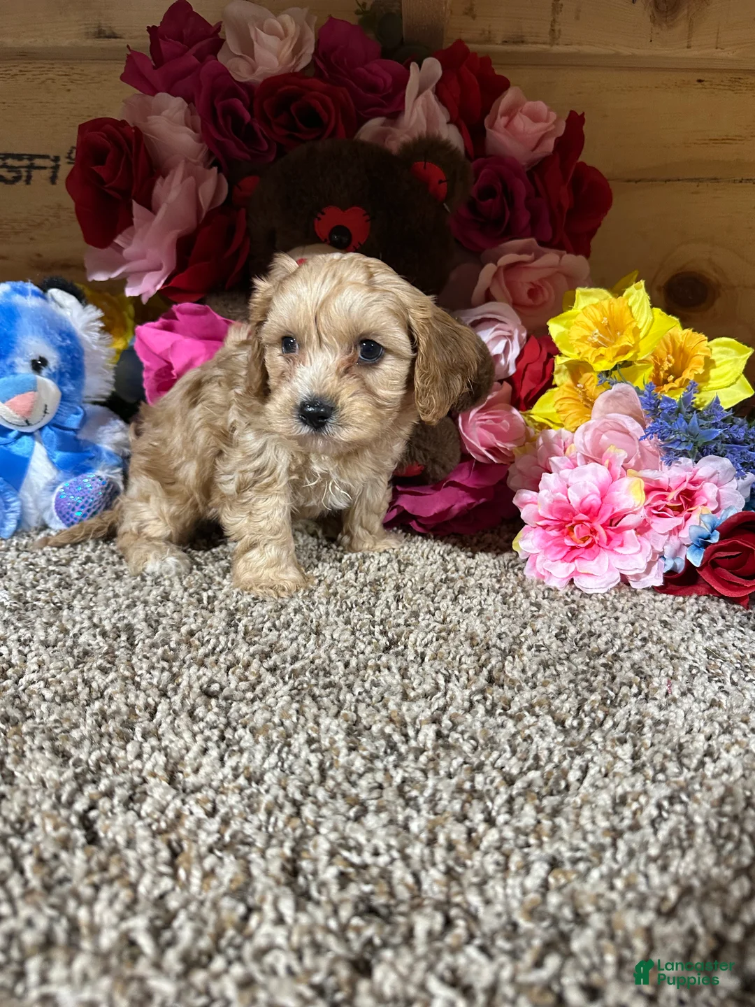 Cavapoo dogs for sale: Cavapoo Puppy 2 - Ad 2