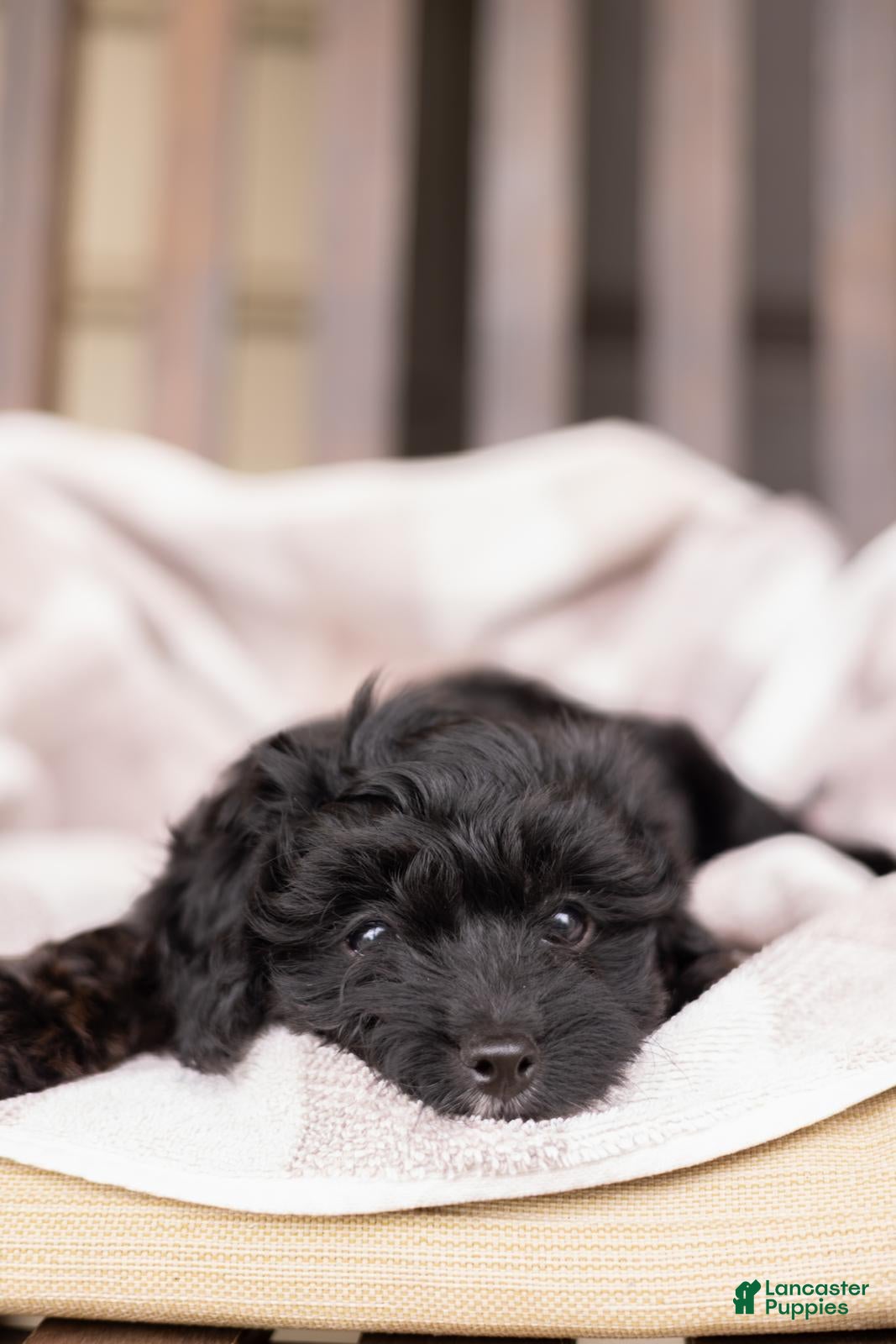 Yorkiepoo dogs Ava - Ad 2
