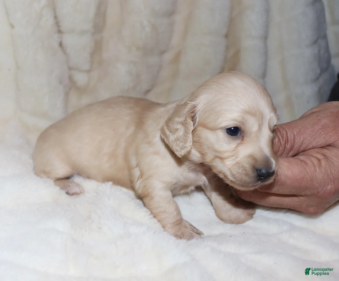 Dachshund dogs for sale: Ivory - Ad 10