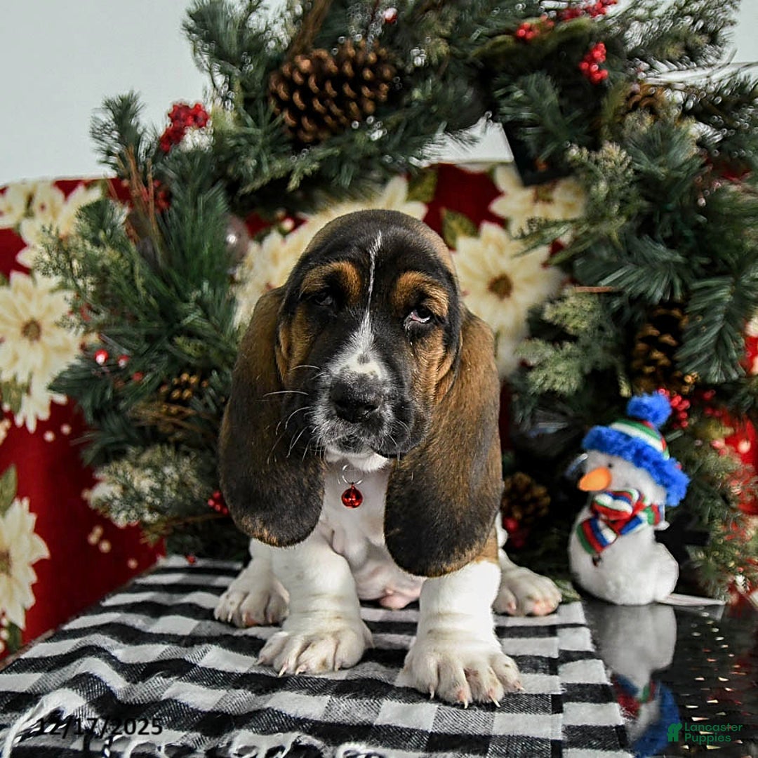 Basset Hound dogs for sale: Forest - Ad 4