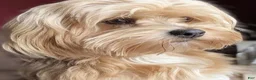 Shorkie dogs for sale: Lil Chris - Ad 10