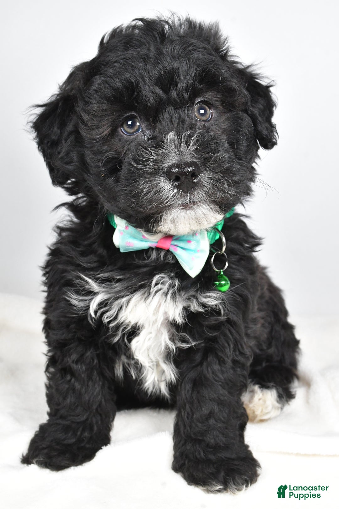 Newfypoo dogs for sale: Hickory f one b - Ad 5