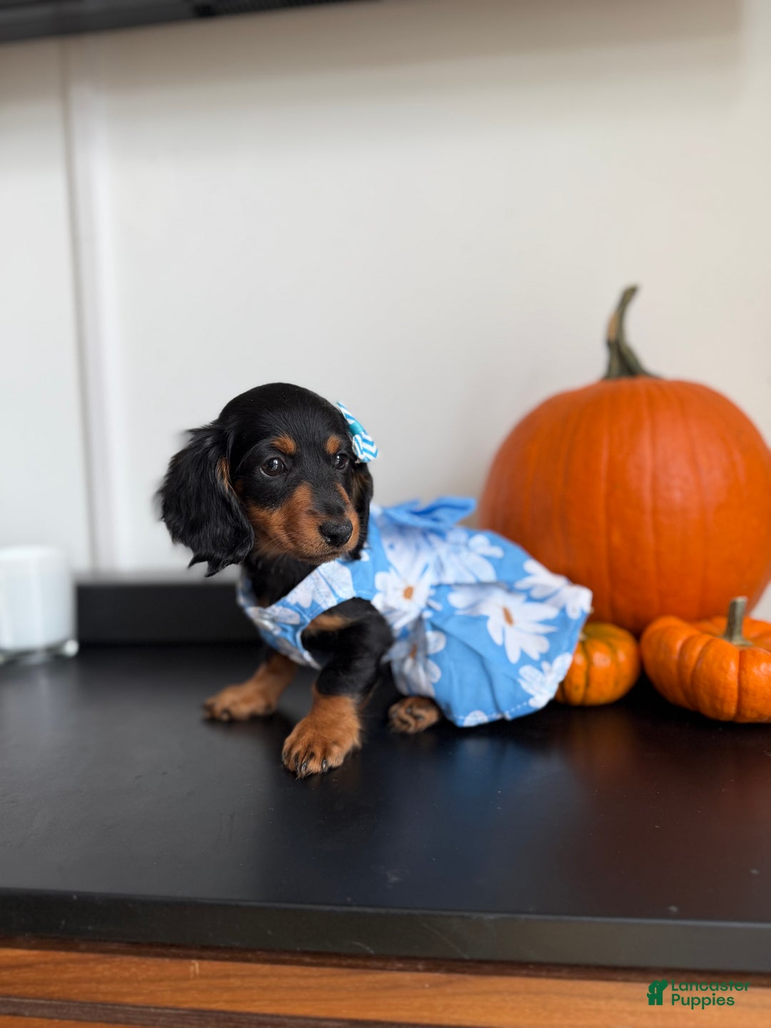 Miniature Dachshund dogs for sale: Teacup Chanel - Ad 1
