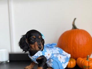Miniature Dachshund dogs Teacup Chanel - Ad 20