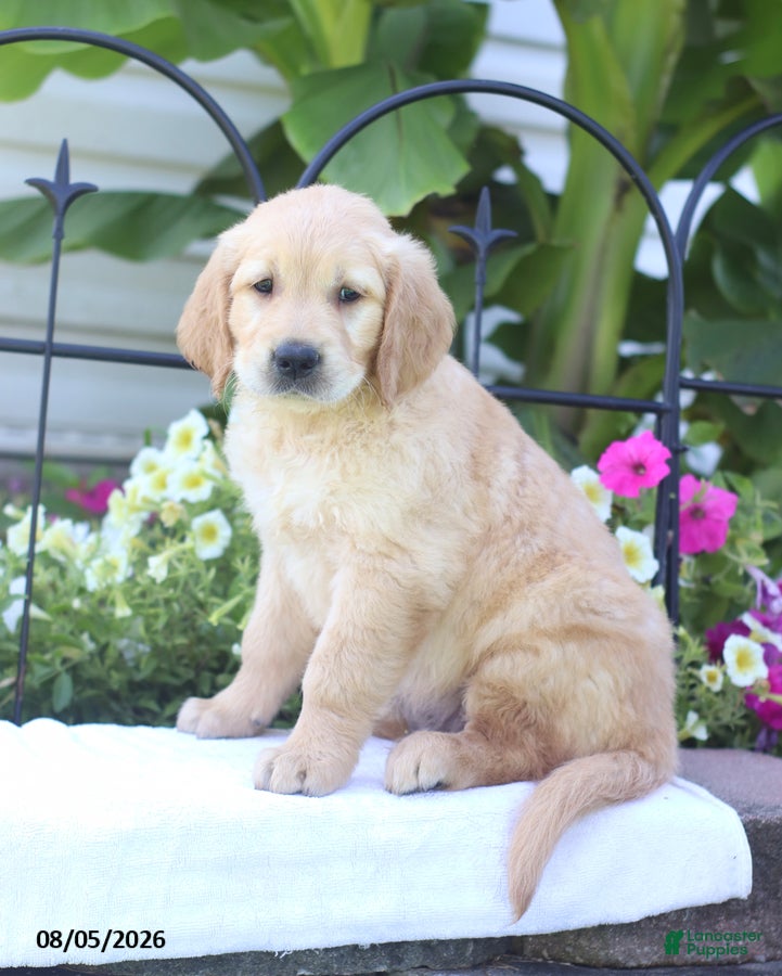 Golden Retriever dogs Charlie - Ad 1