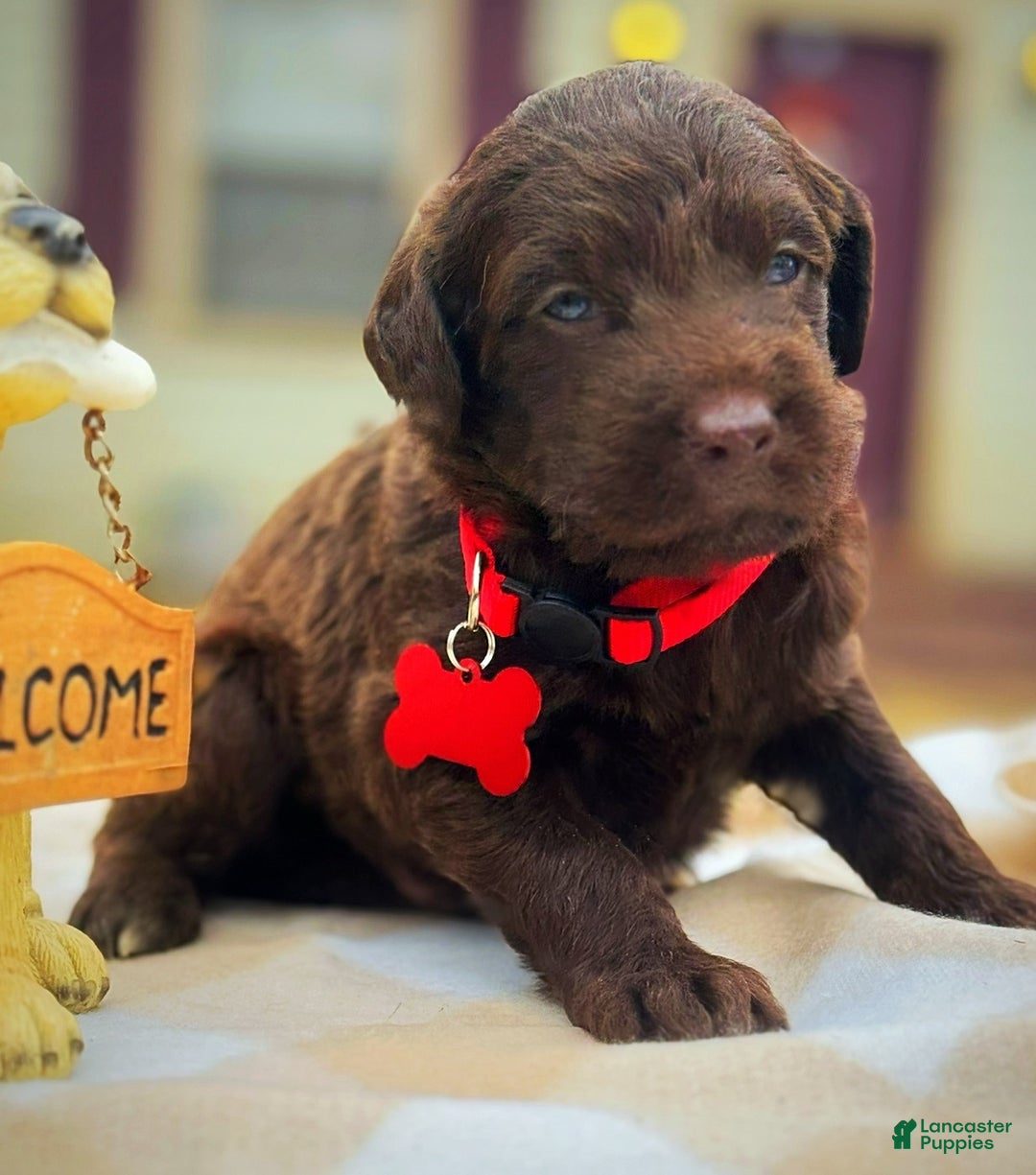 Labradoodle dogs for sale: Labradoodle Puppy 1 - Ad 15