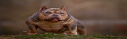 American Bully dogs for sale: American Bully Puppy 1 - Black and Tan - Ad 5