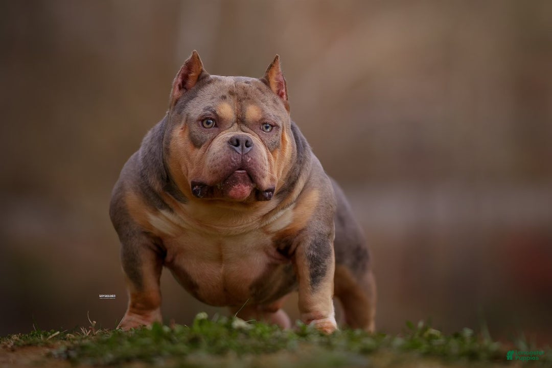 American Bully dogs for sale: American Bully Puppy 1 - Black and Tan - Ad 5