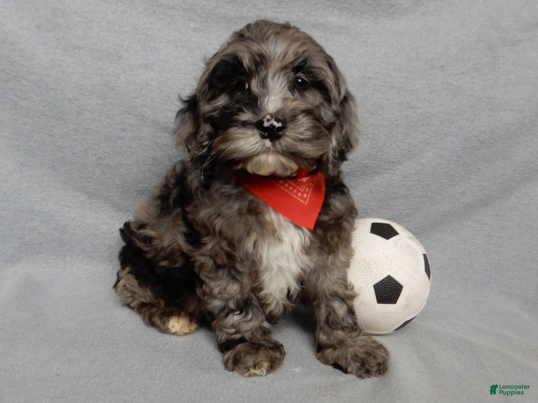 Cockapoo dogs for sale: Bentley - Ad 1