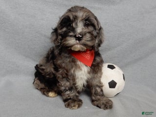 Cockapoo dogs Bentley - Ad 5