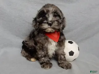 Cockapoo dogs Bentley - Ad 9