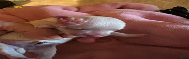 Nyla the Korean Maltese