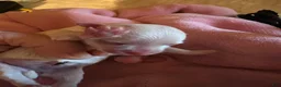 Maltese dogs for sale: Nyla the Korean Maltese - Ad 1