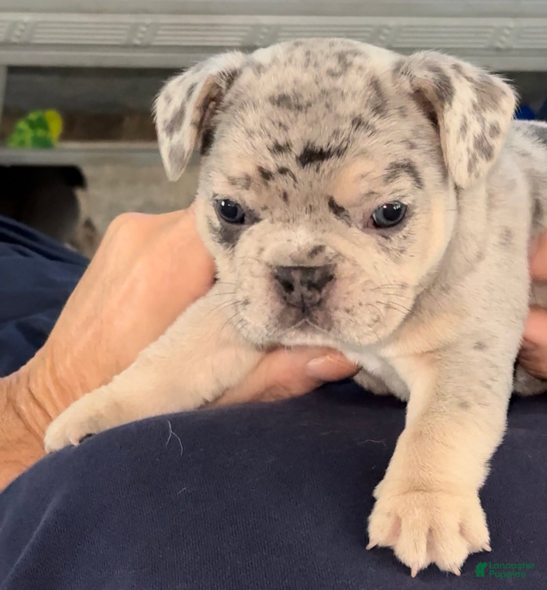 French Bulldog dogs for sale: French Bulldog Puppy 1 - Ad 6