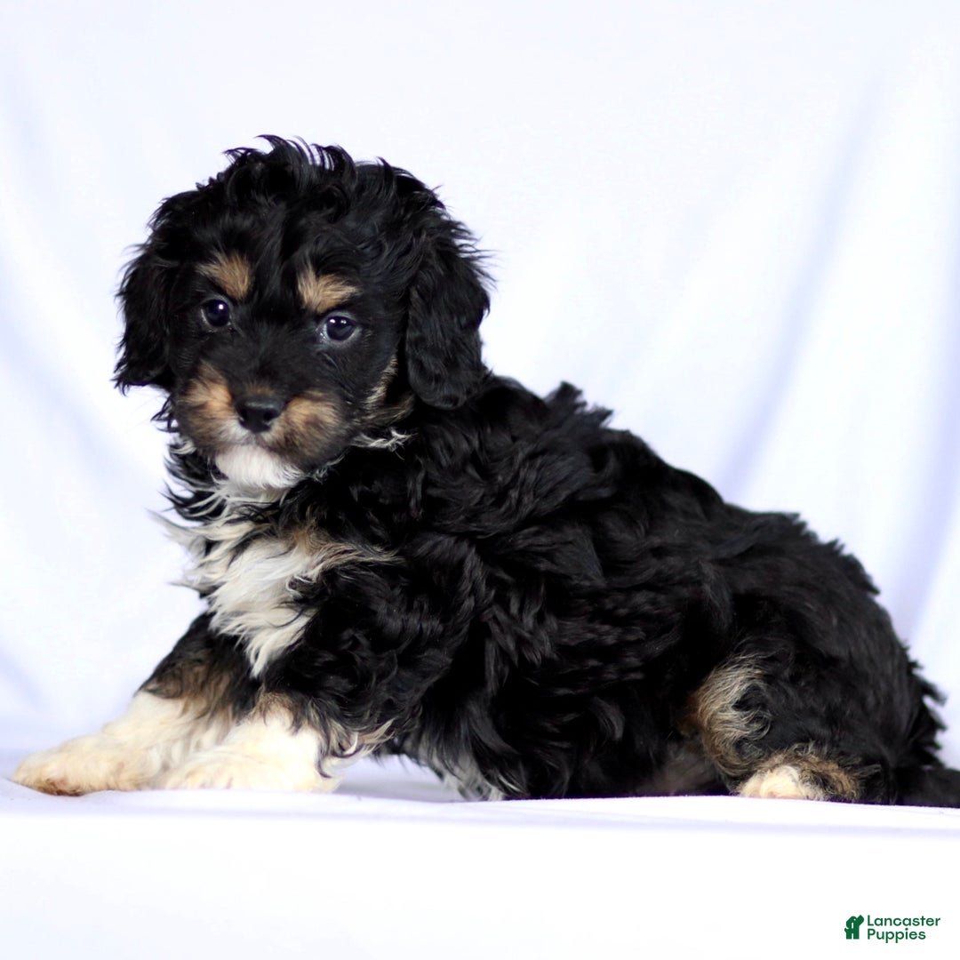Cavapoo dogs for sale: Ritchie - Ad 2