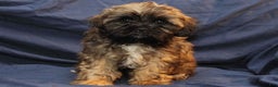 Shihpoo dogs for sale: Tate - Ad 2