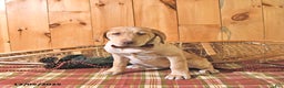 Labrador Retriever dogs for sale: Princess - Ad 3