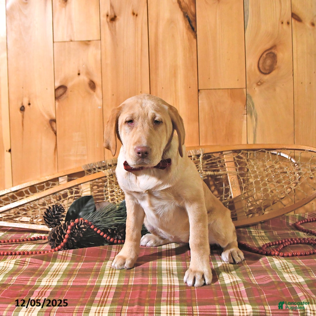 Labrador Retriever dogs for sale: Princess - Ad 3