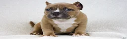 American Bully dogs for sale: Fawn Female - Ad 4