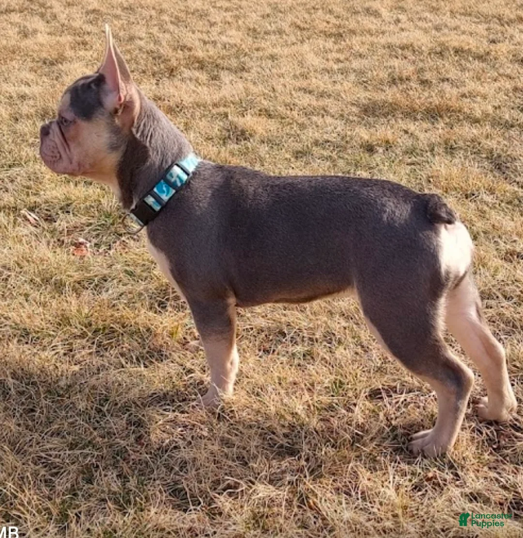 French Bulldog dogs for sale: French Bulldog Puppy 2 - Ad 2