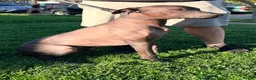 Xoloitzcuintle dogs for sale: Xoloitzcuintle/ Mexican hairless  - Ad 2