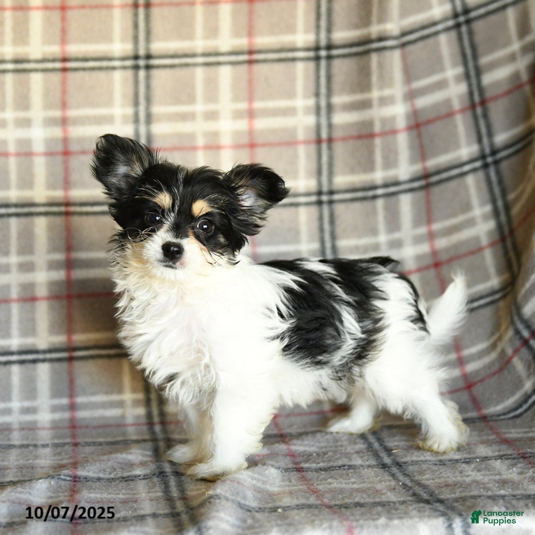Morkie dogs for sale: Heidi - Ad 2